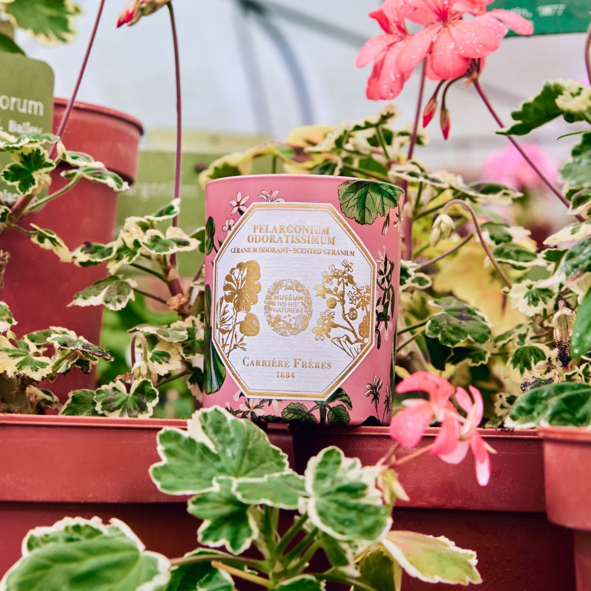 Geranium Candle